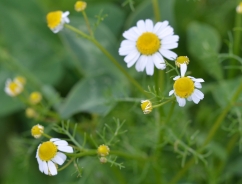 Corn chamomile