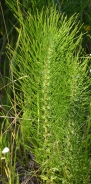 Great horsetail 