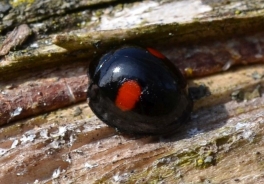 Asian ladybeetle