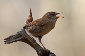 Eurasian wren 