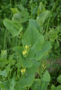 Navadni podraščec - Aristolochia clematitis