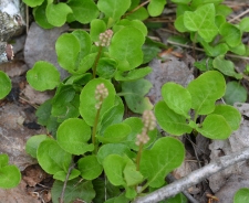 Okroglolistna zelenka (Pyrola rotundifolia)