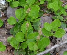 Round-leaved wintergreen