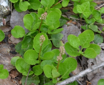 Okroglolistna zelenka (Pyrola rotundifolia)