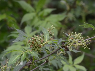 Rdeči dren | Rastlina | Life Habitats
