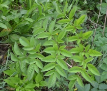 Wild angelica