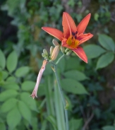 Enodnevna lilija - Hemerocallis sp.