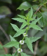 Gypsywort