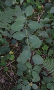 Caprifoglio comune