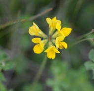 Horseshoe vetch