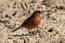 Common chaffinch 