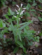 Narrow-leaved helleborine