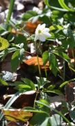 Wood anemone