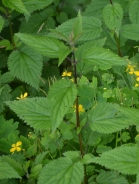 Common nettle