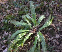 Hart's-tongue fern