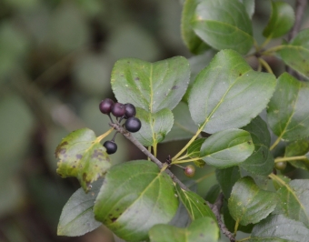 European buckthorn