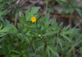 Njivska zlatica (Ranunculus arvensis)