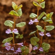 Edera terrestre