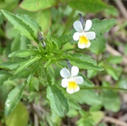 Viola dei campi