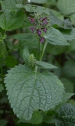 Salvia spuria