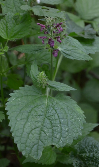 Salvia spuria