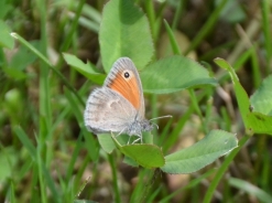Meadow brown