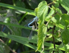 White-legged damselfly