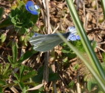 Large white