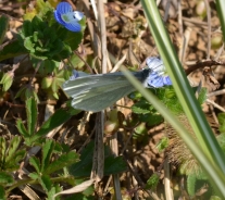 Large white