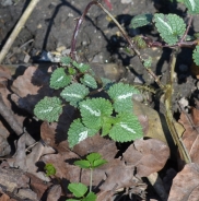 Falsa ortica macchiata