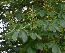 Horse chestnut