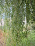 Weeping willow