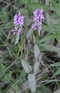 Navadni čistec – Betonica officinalis