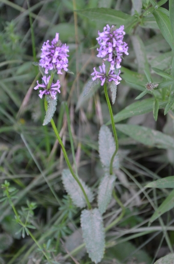 Navadni čistec – Betonica officinalis