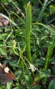 Yellow star-of-Bethlehem