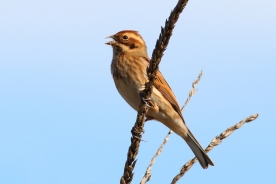 Common reed bunting 