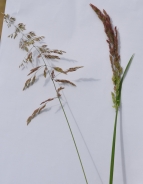 Erba fienarola
