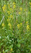 Wintercress 