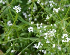 Severna lakota – Galium boreale??