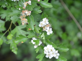Navadni glog | Rastlina | Life Habitats