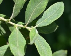 Grey sallow