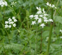 Cow parsley