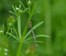 Common blue damselfly