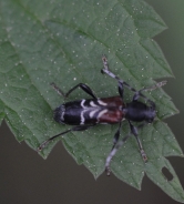 Rufous-shouldered longhorn beetle