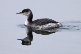 Red-necked grebe 