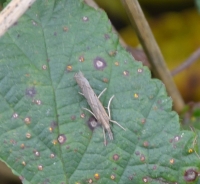 Travniška vešča – Crambus lathoniellus