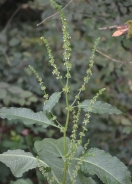 Kodrastolistna kislica – Rumex crispus L.