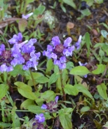 Common self-heal