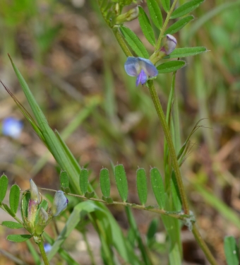 Ozkolistna grašica