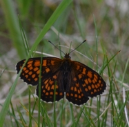 Nickerl's fritillary